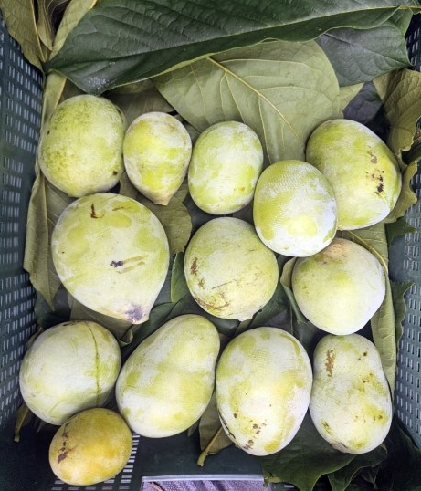 정읍시, 신소득 과수 '포포' 재배 성공…온대 지역 특용과수 가능성 확인