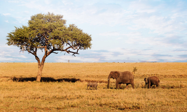 탄자니아, 세렝게티 국립공원