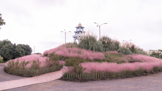 제주허브동산 핑크뮬리 종탑 포토존