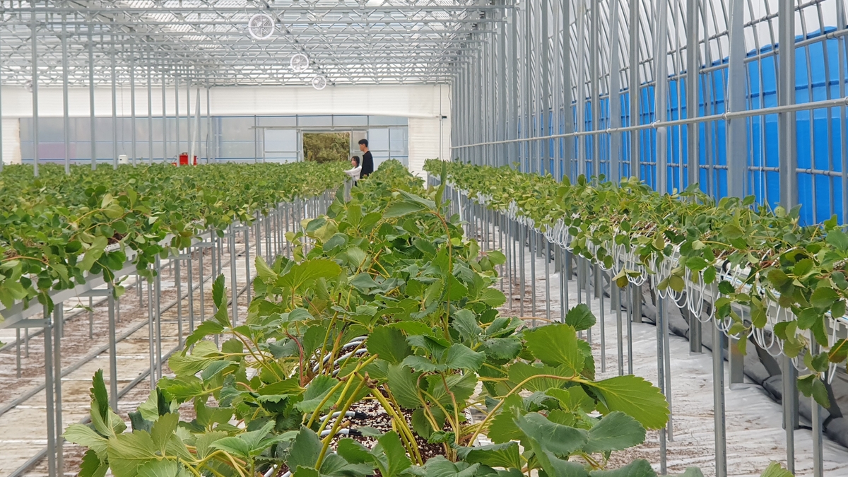 곡성군 청년농업인, 월 1만 원 임대형 스마트팜에서 딸기 첫 정식