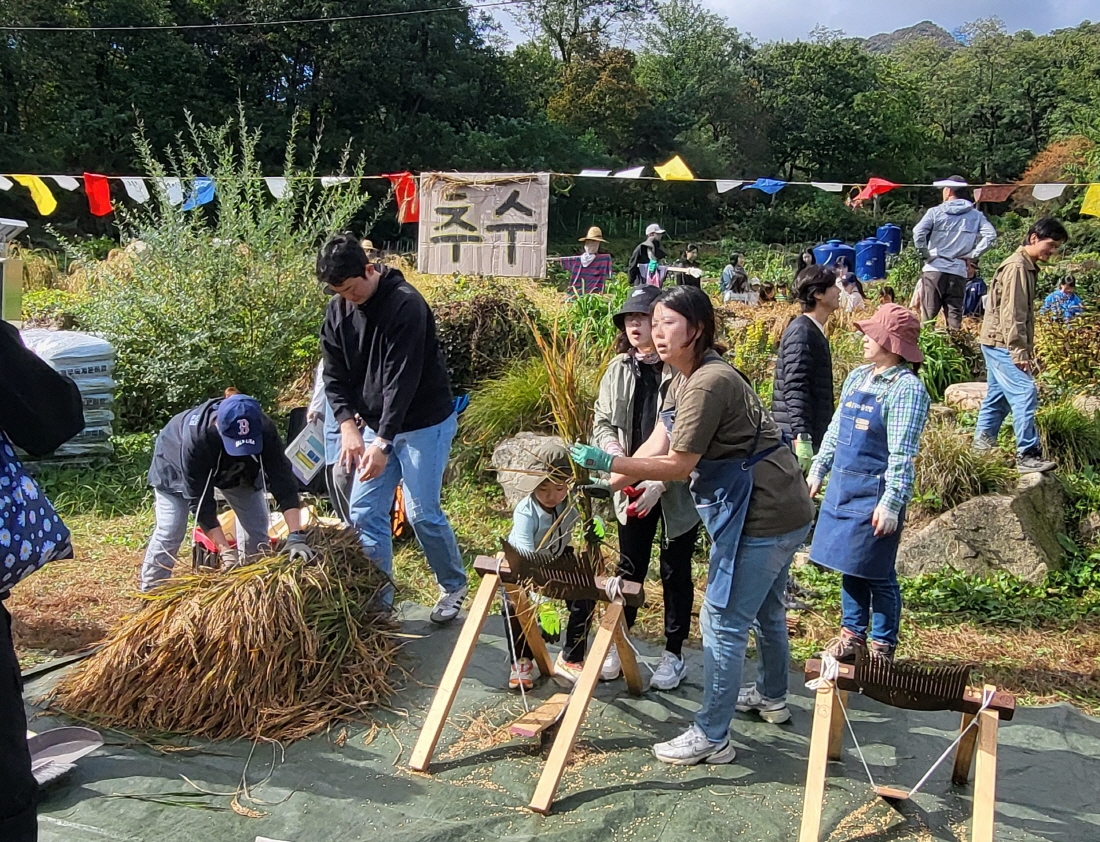 도시에서 만나는 '진짜 벼 베기'…강북구, 토종벼 추수 체험