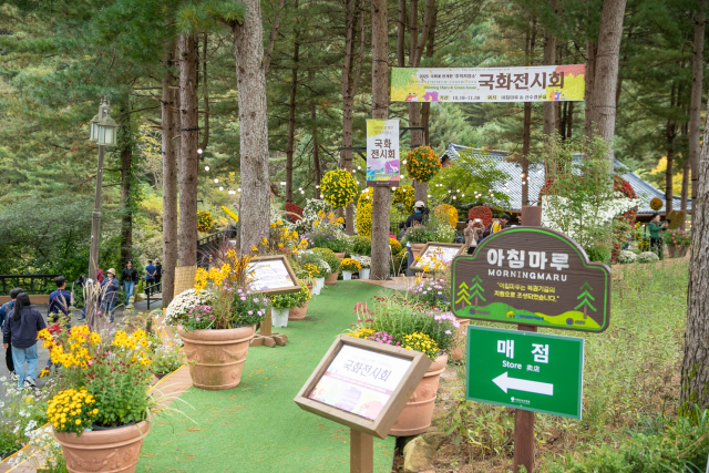 2025년 아침고요수목원 국화전시회