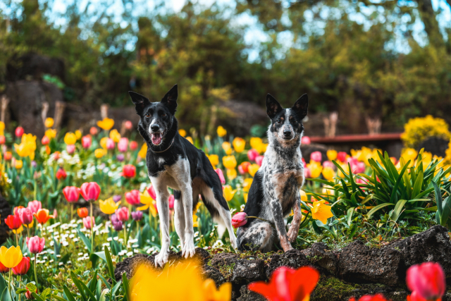 제주 허브동산과 함께 봄을 맞은 반려견