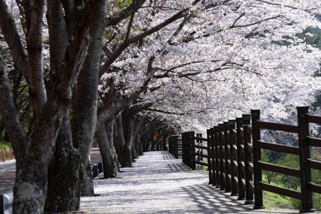 고흥군, 여행가는 달 '우주철도 999' 특별운영…철도요금 100％ 환급