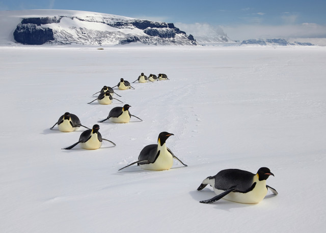 해빙에서 이동중인 황제펭귄 무리(© Aflo, WWF)