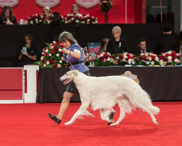 1884년에 설립된 미국애견협회(American Kennel Club, AKC)는 세계 최대 규모의 순종견 등록 기관을 운영하는 비영리단체로, 미국 내 순종견 스포츠를 총괄하고 있다(이미지 출처: AKC)