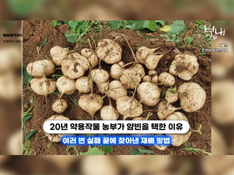 [영상] 아삭한 춘천의 새 얼굴 '얌빈'… 지역 먹거리로 키운다