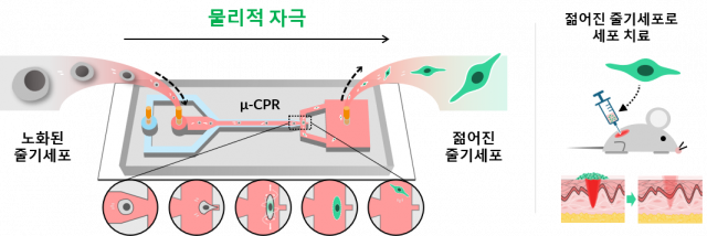 미세유체 기반 물리적 자극을 이용한 노화 중간엽 줄기세포(MSC)의 기능적 재활성화 및 세포치료 적용 모식도